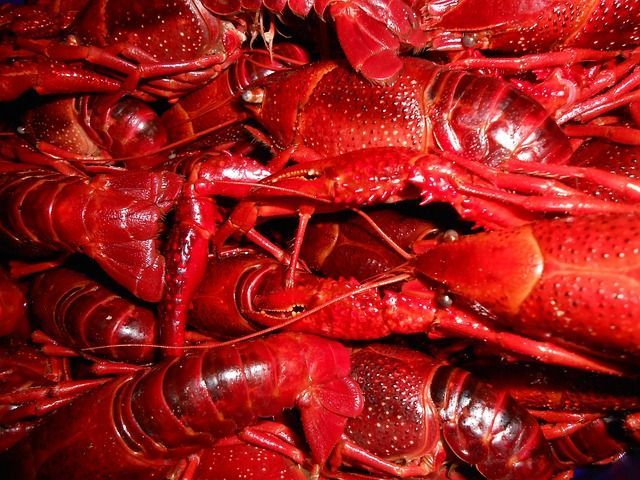 craw_fish
