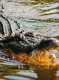 Alligator Meat For Sale